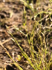 Eragrostis frankii