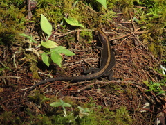 Pholidobolus vertebralis