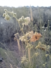 Mirabilis ovata