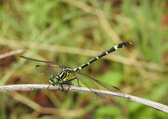 Austrogomphus amphiclitus