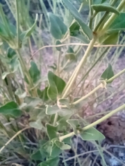 Mirabilis ovata