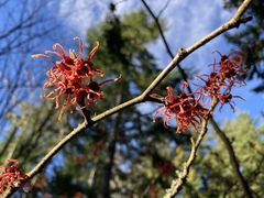 Hamamelis × intermedia