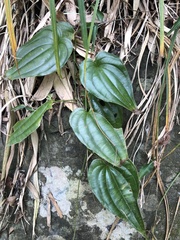 Stemona tuberosa