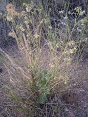 Mirabilis ovata