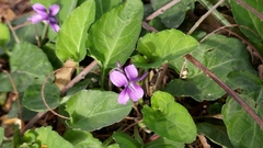 Viola confusa