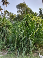 Pandanus odorifer