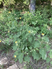 Allowissadula holosericea