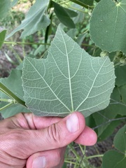 Allowissadula holosericea