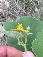 Allowissadula holosericea