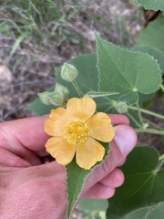 Allowissadula holosericea