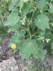 Allowissadula holosericea