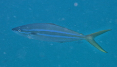 Elagatis bipinnulata