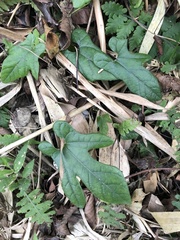 Aristolochia cucurbitifolia