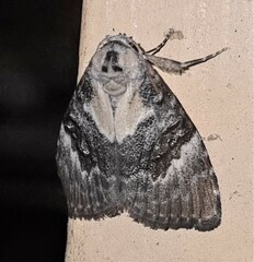 Acatapaustus leucospila