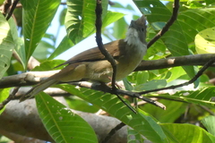 Alophoixus ochraceus