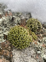 Hedwigia ciliata