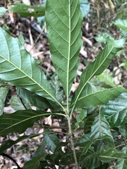 Lithocarpus corneus