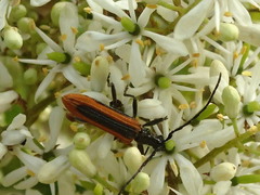Stenoderus suturalis