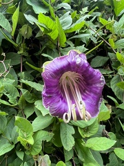 Cobaea scandens
