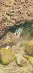 Euastacus sulcatus