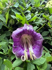 Cobaea scandens