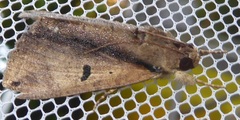 Ercheia