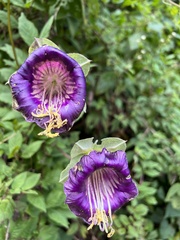 Cobaea scandens