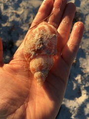 Fasciolaria