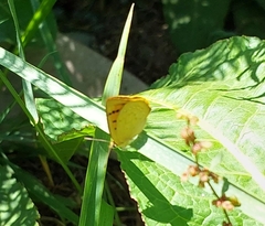 Lycaena 'canterbury common copper'