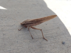 Copiphorini