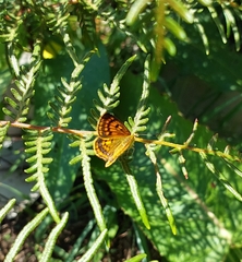 Lycaena 'canterbury common copper'