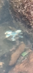 Euastacus sulcatus