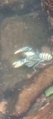Euastacus sulcatus