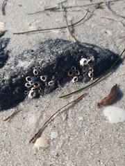 Amphibalanus improvisus