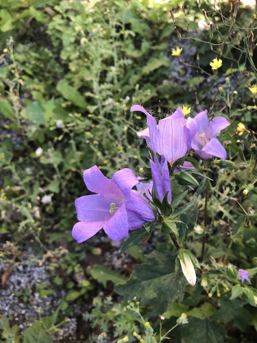 zvonček pŕhľavolistý (Campanula trachelium)