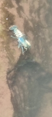 Euastacus sulcatus