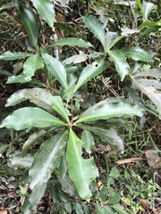 Ardisia sieboldii