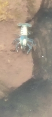 Euastacus sulcatus