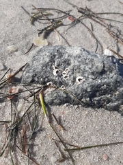 Amphibalanus improvisus