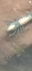 Euastacus sulcatus
