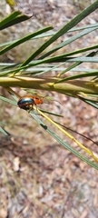 Calomela curtisi