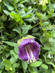 Cobaea scandens