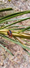 Calomela curtisi