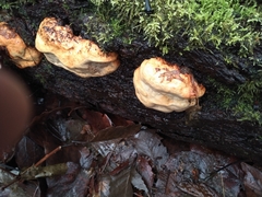 Fomitopsis mounceae