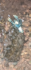 Euastacus sulcatus