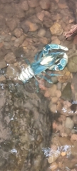 Euastacus sulcatus
