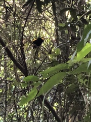 Sericulus chrysocephalus