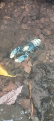Euastacus sulcatus
