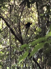 Sericulus chrysocephalus