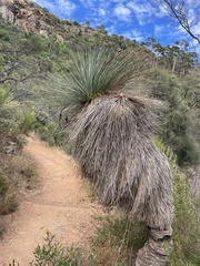 Xanthorrhoea quadrangulata